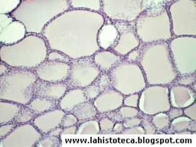 quizz histologia!!!! Tiroides%231