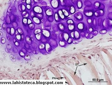 quizz histologia!!!! Publicado%2Blaringe%233