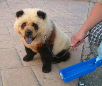 idee carnevale Panda_puppy1