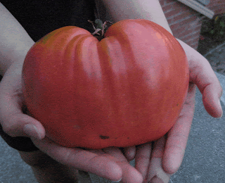 زراعة الطماطم  24