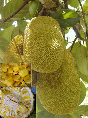 شجرة الجاك فروت Jackfruit .. Fresh_Jackfruit_Sweet_