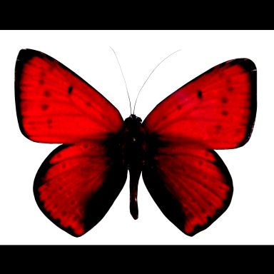 ازا كنت قد التحدي ادخل (التحدي بالصور) RedButterflyMask