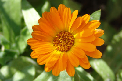 الأعشاب و النباتات كنز لا يفنى Calendula_officinalis