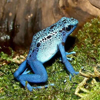 Las 10 Especies Mas Venenosas Del Mundo 600px-Dendrobates-azureus