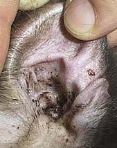 عضة القطه Cat-ear-mites