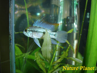 Apistogramma trifasciata Trifasciata2