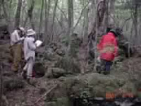 Aokigahara Jukai, la forêt maudite HP-Aokigahara-24_1