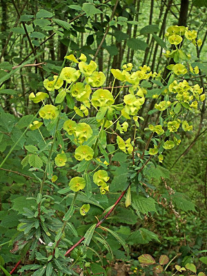 PLANTAS COBERTORAS Euphorbiaamygdaloidesred2