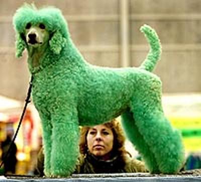 Post a pic of something GREEN. - Page 7 Green%2520Dog