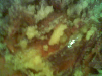 الخليع من اشهر ما في اكلات المغرب في مدينة مكناس وفاس والرباط ومراكش Photo010