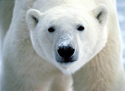 pa dar calorcito - Página 4 Oso-polar