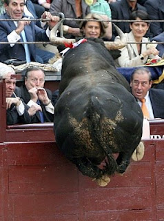 Spideralho - Funny Stuff - Página 16 Funny-bull-jumps-into-crowd