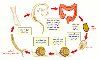 كل ما تود معرفته عن البلهاارسيا 1