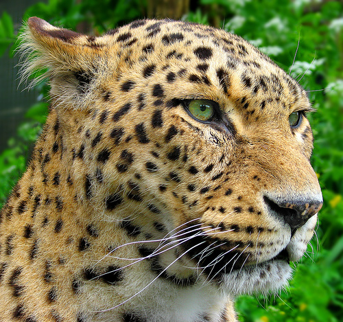 EL LEOPARDO: medidas y longuitudes, peso y balance... Leopardo-de-frente