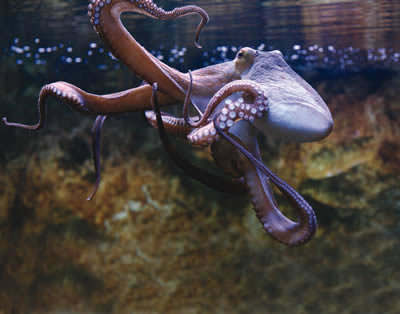 Legenda Kraken - Sang penguasa lautan Giant_Octopus