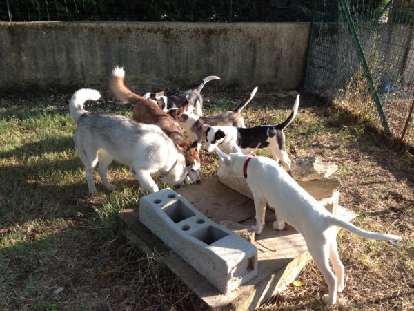 Sauvetage de 7 type Husky chiots Asso 26.RESTE HORCA A LADOPTION 3111162971_1_2_I3v2dhGY