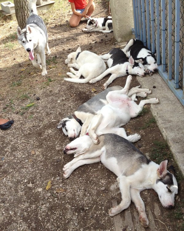 Sauvetage de 7 type Husky chiots Asso 26.RESTE HORCA A LADOPTION 3111162971_1_6_vbKlelF0