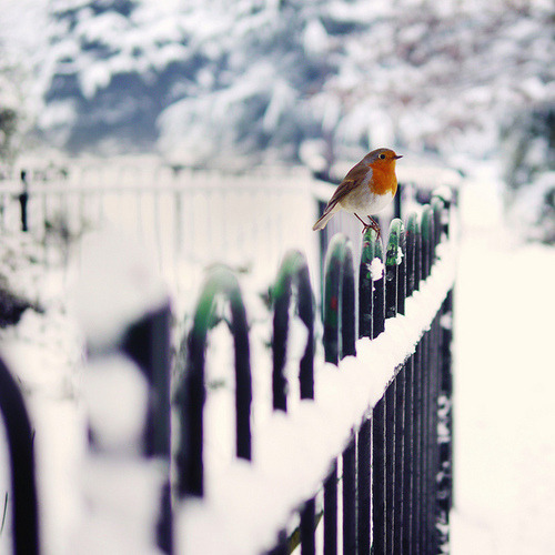 Sve što vas asocira na zimu u fotografiji - Page 7 Tumblr_mwb3u12b9E1rvg6ffo1_500