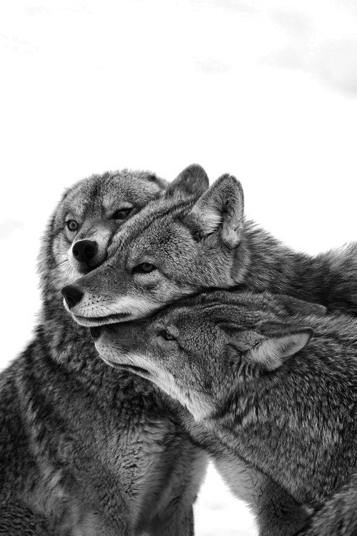 Belles images de loups Tumblr_mmi7sp8Dbj1soibino1_500