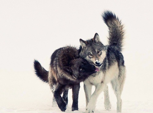 Belles images de loups Tumblr_mg4e9vBkem1rwcfrqo1_500