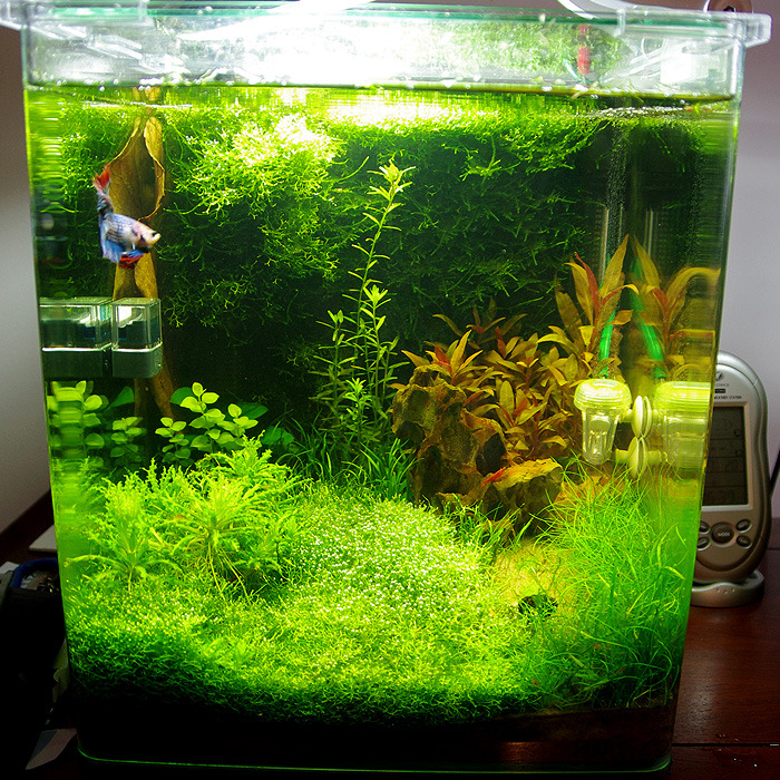 Nano 30L planté - Page 5 Tumblr_nthxl7vEpQ1u6kueno1_1280