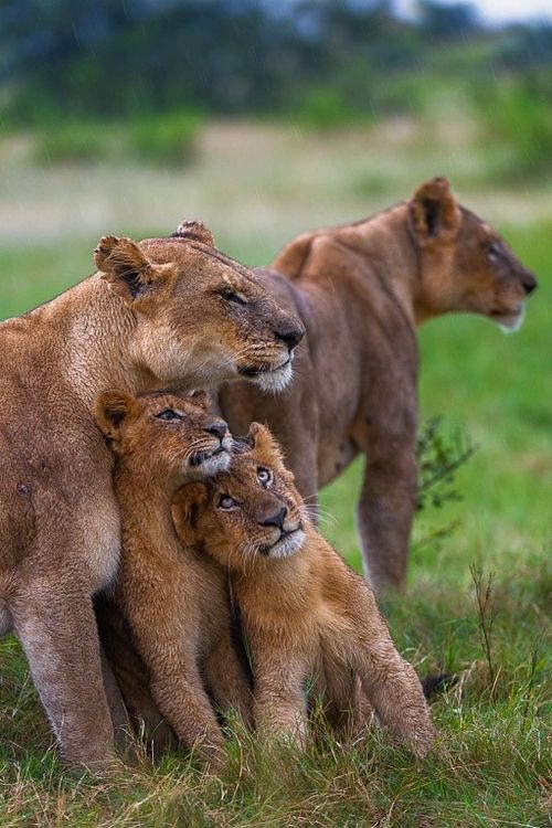 CACHORROS Y ANIMALES - Página 25 Tumblr_njgqi7D17M1tw2s34o1_500