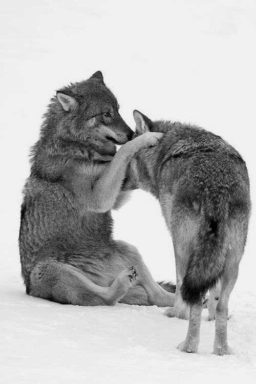 Belles images de loups Tumblr_mwa6qeu1jx1r2afqho1_500