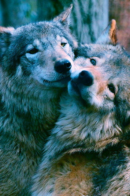 Belles images de loups Tumblr_mnfza2htzW1s22vpto1_500