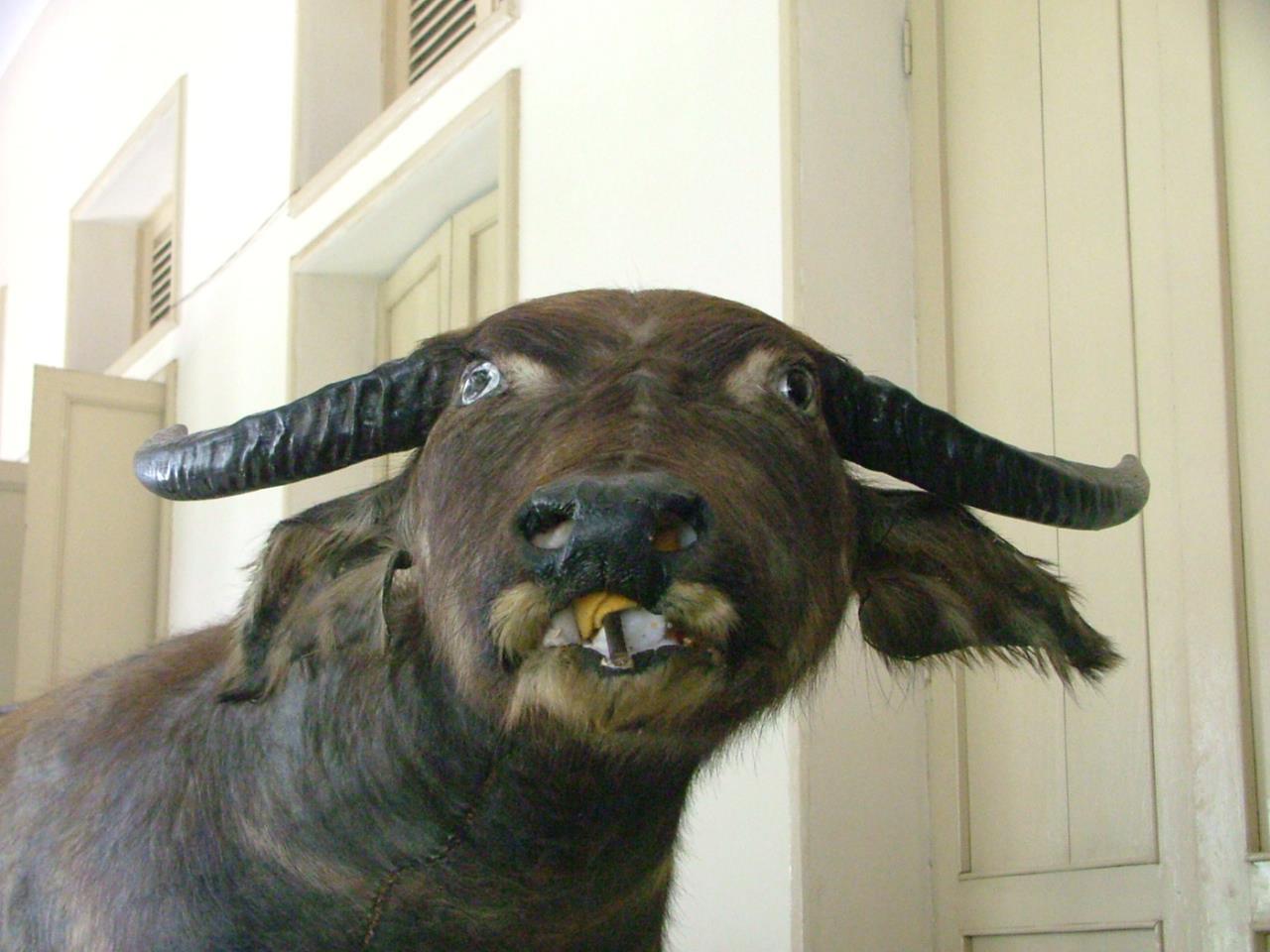 Mátame, camión! (El Tópic de la Taxidermia Chunga) - Página 4 Tumblr_n6tw93WTDd1qze1jro1_1280