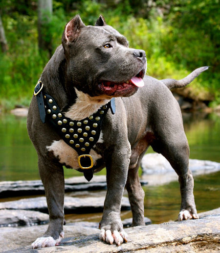 Pit-bull Tumblr_mkslaeAqOg1s5pdpho1_500