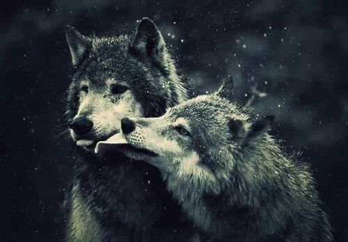 Belles images de loups Tumblr_n0m0enP1wq1tqm8nuo1_500