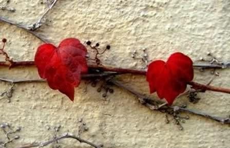 Srce po srce..... poljubac - znak ljubavi ♥ Tumblr_nboyhnGZrs1sg22dvo1_500