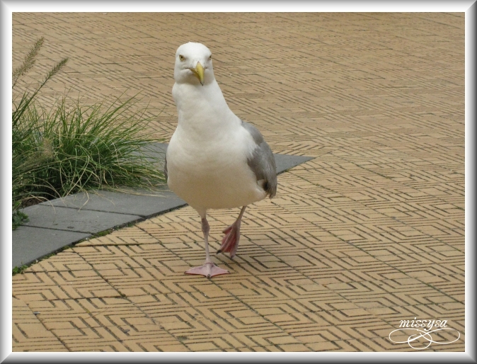 puff ! les touristes -animaux11