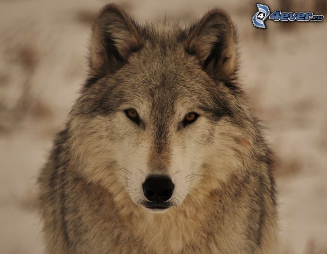 >>>> EL LOBO SOLITARIO <<<< - Página 3 Lobo-200540