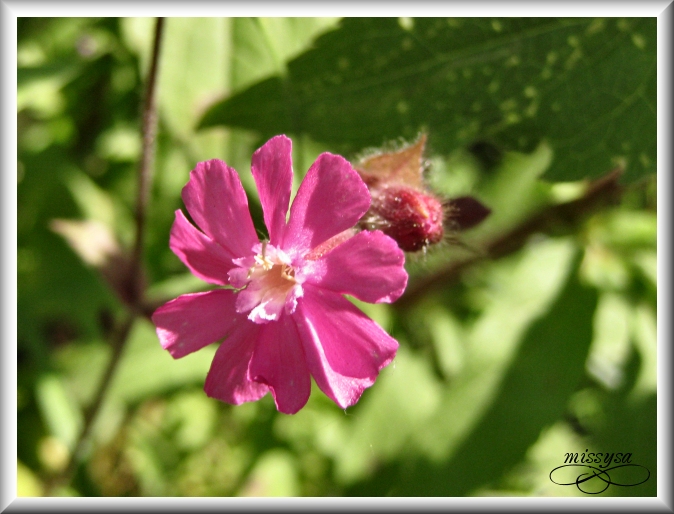 Fleurs et plantes sauvages - Page 2 -fleur%2027