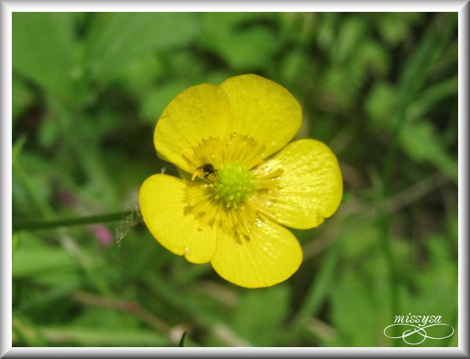 Fleurs et plantes sauvages - Page 2 -fleur%2029