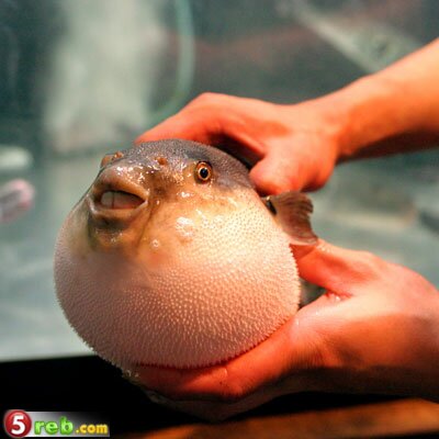 اغرب 10 وجبات بالعالم Puffer-fish-del0510-xl