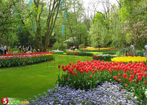 صورحدائق ورد في هولندا Kenshof_Gardens