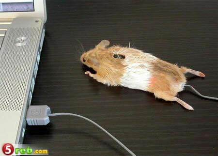 اغرب 30 فأره Mouse10