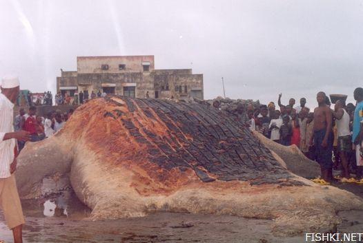 Bu yaratık afrikada karaya vurmus nasıl bişi anlamadım valla +16 Ar9u7fulsmnnujiwr