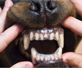 Köpekler artık ısırmayacak Ba57fy0invo482z44