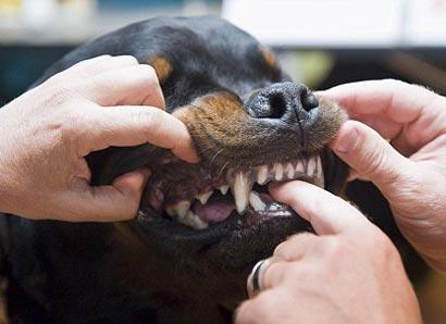 Köpekler artık ısırmayacak Ba57gees4pol2x0ec