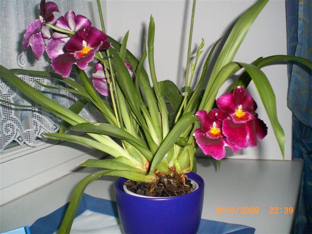 "Orchideen" Ba95fsxgnug8c40xd