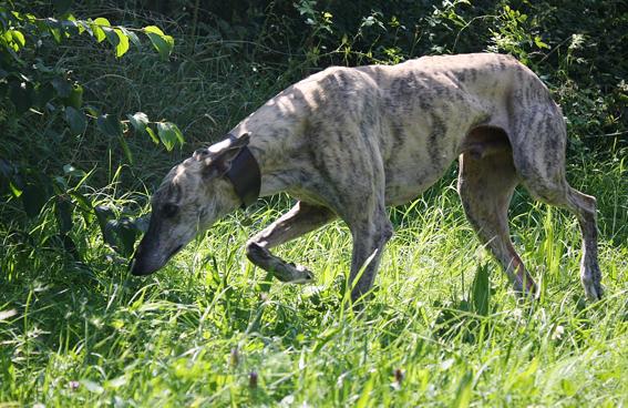 Galgo Trueno aus Andalusien sucht ... -Galgo-Lovers- - Seite 2 Bb9325wig5azgin9i