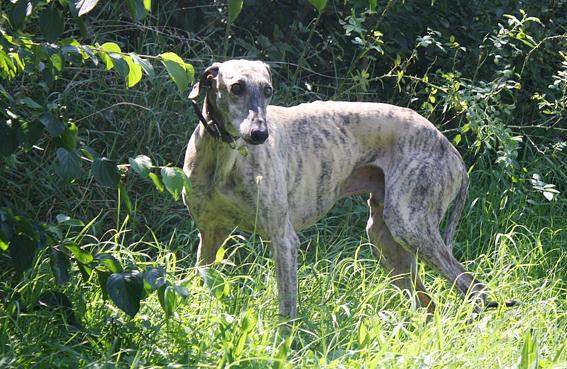 Galgo Trueno aus Andalusien sucht ... -Galgo-Lovers- - Seite 2 Bb933ppe6aumhrcqu