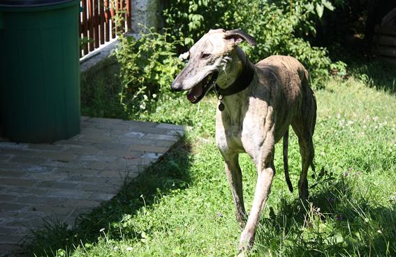 Galgo Trueno aus Andalusien sucht ... -Galgo-Lovers- - Seite 2 Bb933u7qu2nl6g406