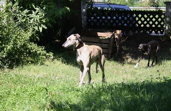 Galgo Trueno aus Andalusien sucht ... -Galgo-Lovers- - Seite 2 Bb934647zgw7876ti