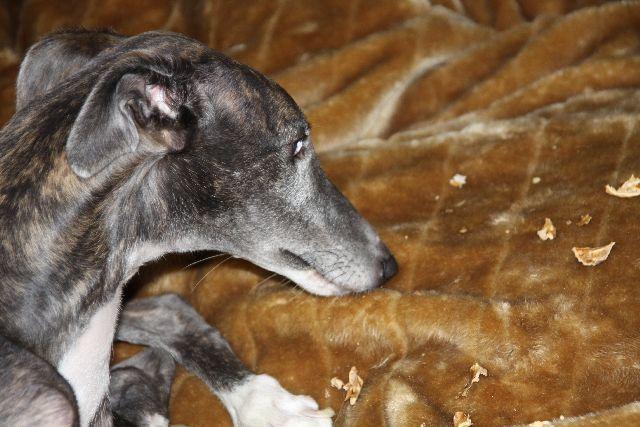 Galga CHELSEY aus Murcia sucht ... - Seite 8 Bqcjlf5dd2ex96itl