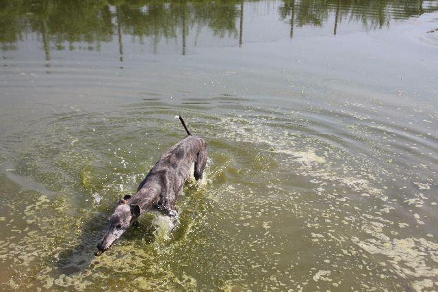 Galga CHELSEY aus Murcia sucht ... - Seite 11 Bsxrruayh936x9hb3