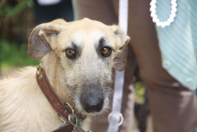 Rauhhaar-Galgo RIK aus Alicante sucht ... - Seite 3 Btvr8cwqrtqrs8ihp